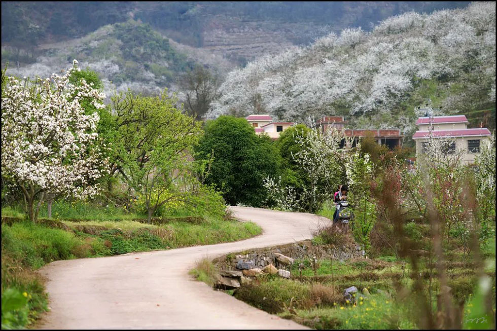 【春天,广西桂林灌阳县向您发出邀请!】我们在灌阳看梨花 - 游山玩水 - 兰州生活社区 - 兰州28生活网 lz.28life.com