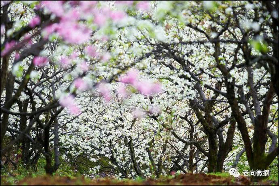 【春天,广西桂林灌阳县向您发出邀请!】我们在灌阳看梨花 - 游山玩水 - 兰州生活社区 - 兰州28生活网 lz.28life.com