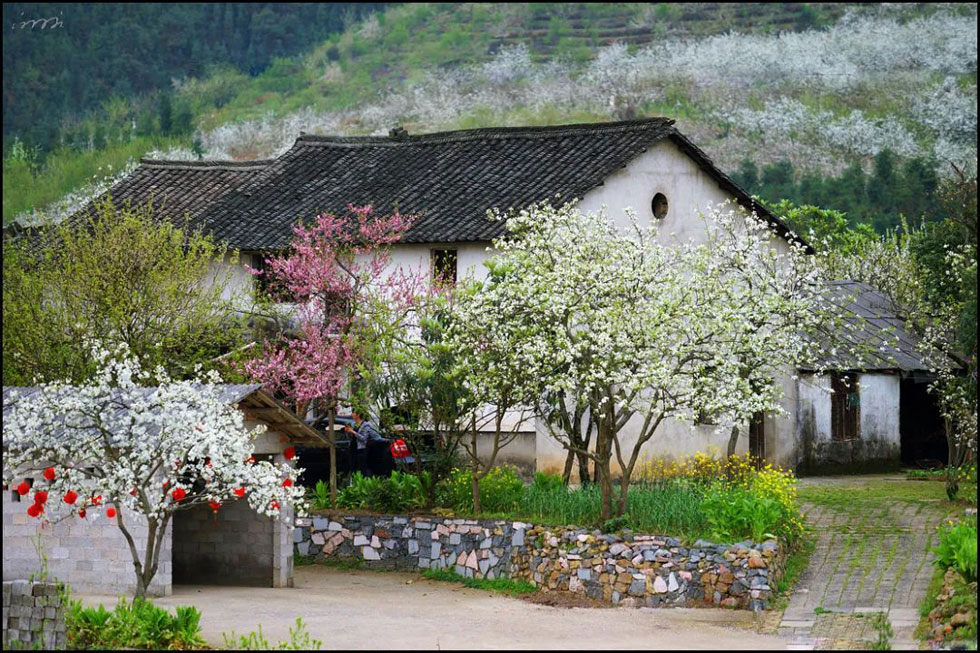 【春天,广西桂林灌阳县向您发出邀请!】我们在灌阳看梨花 - 游山玩水 - 兰州生活社区 - 兰州28生活网 lz.28life.com