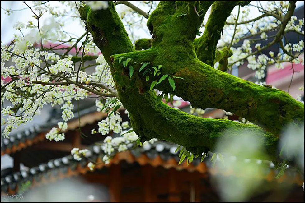 【春天,广西桂林灌阳县向您发出邀请!】我们在灌阳看梨花 - 游山玩水 - 兰州生活社区 - 兰州28生活网 lz.28life.com