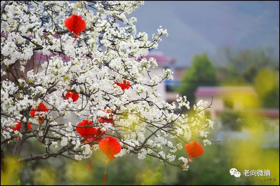 【春天,广西桂林灌阳县向您发出邀请!】我们在灌阳看梨花 - 游山玩水 - 兰州生活社区 - 兰州28生活网 lz.28life.com