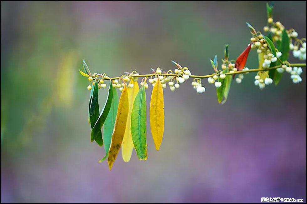 【春天,广西桂林灌阳县向您发出邀请!】米珠山前有片山苍子花在飘香 - 游山玩水 - 兰州生活社区 - 兰州28生活网 lz.28life.com