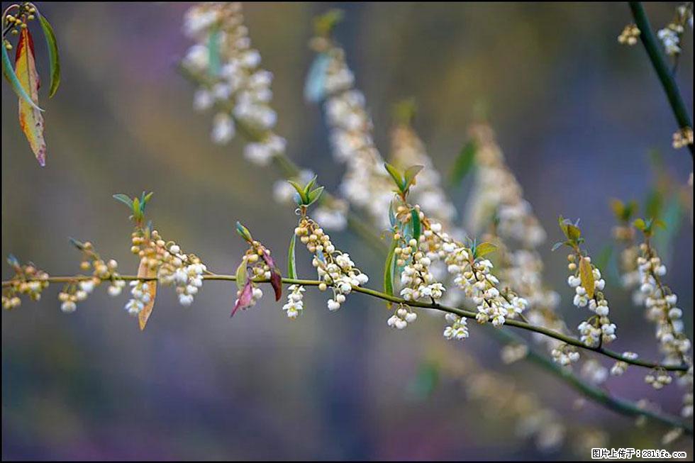 【春天,广西桂林灌阳县向您发出邀请!】米珠山前有片山苍子花在飘香 - 游山玩水 - 兰州生活社区 - 兰州28生活网 lz.28life.com
