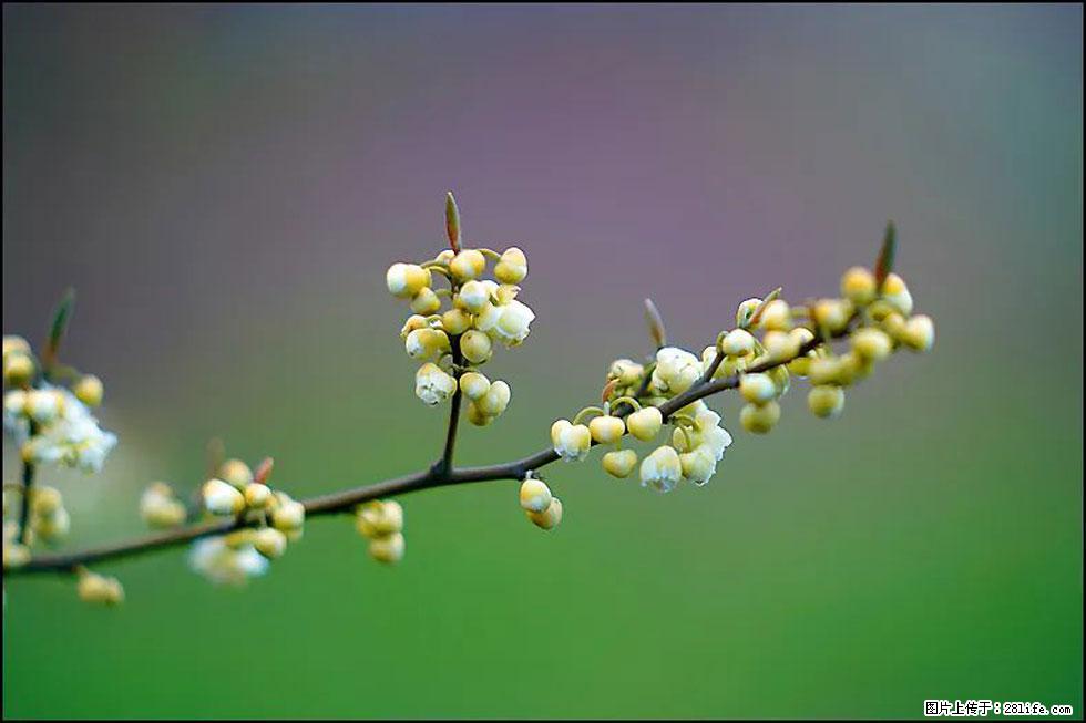 【春天,广西桂林灌阳县向您发出邀请!】米珠山前有片山苍子花在飘香 - 游山玩水 - 兰州生活社区 - 兰州28生活网 lz.28life.com