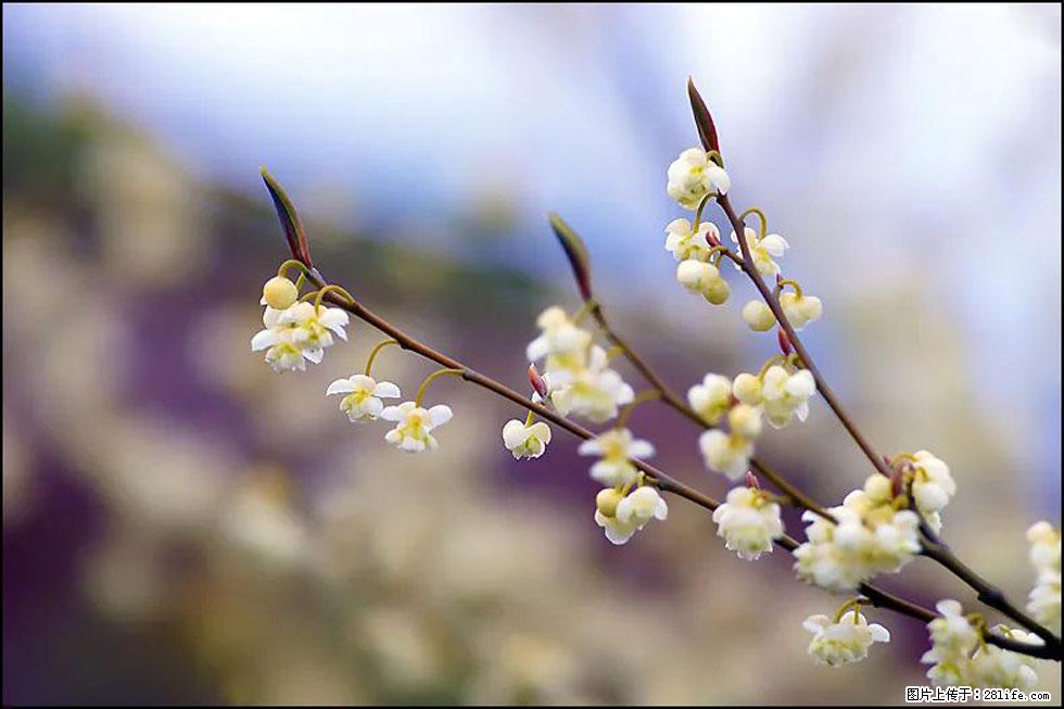 【春天,广西桂林灌阳县向您发出邀请!】米珠山前有片山苍子花在飘香 - 游山玩水 - 兰州生活社区 - 兰州28生活网 lz.28life.com