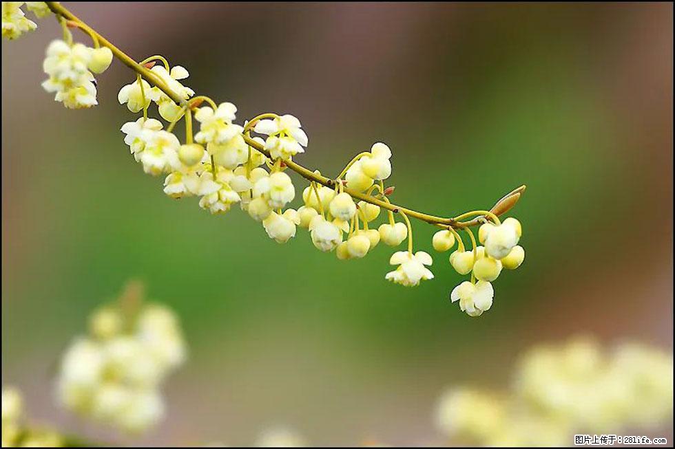 【春天,广西桂林灌阳县向您发出邀请!】米珠山前有片山苍子花在飘香 - 游山玩水 - 兰州生活社区 - 兰州28生活网 lz.28life.com