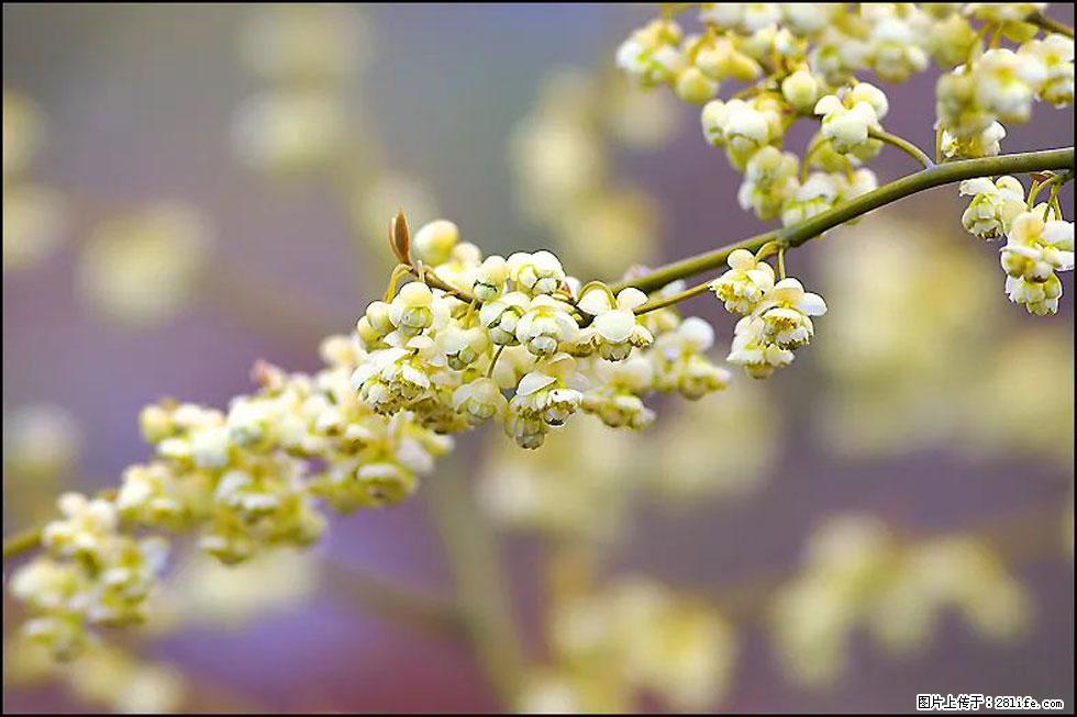 【春天,广西桂林灌阳县向您发出邀请!】米珠山前有片山苍子花在飘香 - 游山玩水 - 兰州生活社区 - 兰州28生活网 lz.28life.com