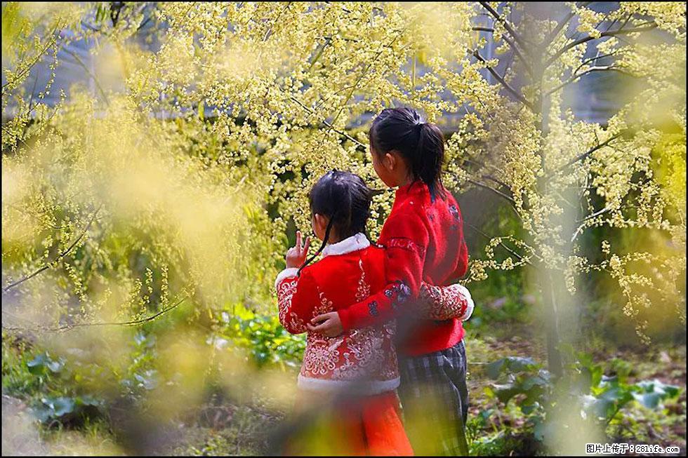 【春天,广西桂林灌阳县向您发出邀请!】米珠山前有片山苍子花在飘香 - 游山玩水 - 兰州生活社区 - 兰州28生活网 lz.28life.com