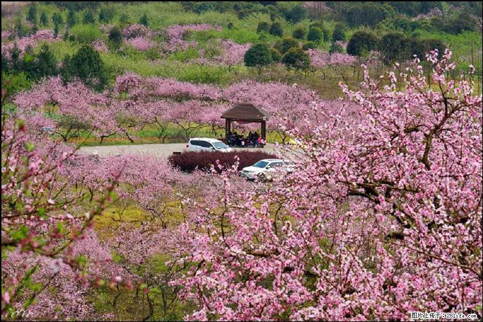 【春天,广西桂林灌阳县向您发出邀请!】官庄村有个醉美的桃花园 - 游山玩水 - 兰州生活社区 - 兰州28生活网 lz.28life.com
