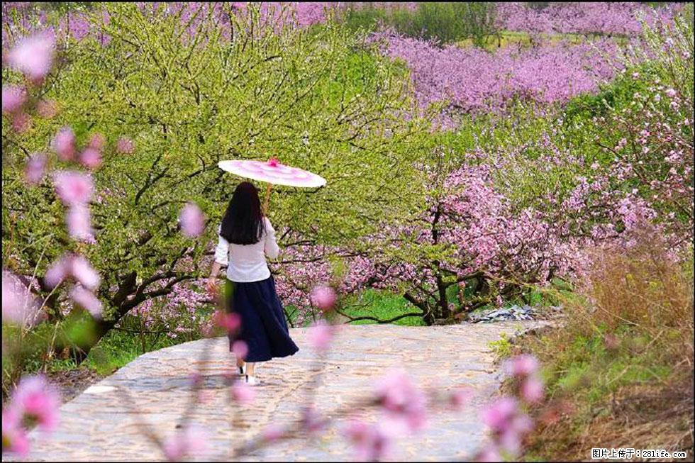 【春天,广西桂林灌阳县向您发出邀请!】官庄村有个醉美的桃花园 - 游山玩水 - 兰州生活社区 - 兰州28生活网 lz.28life.com