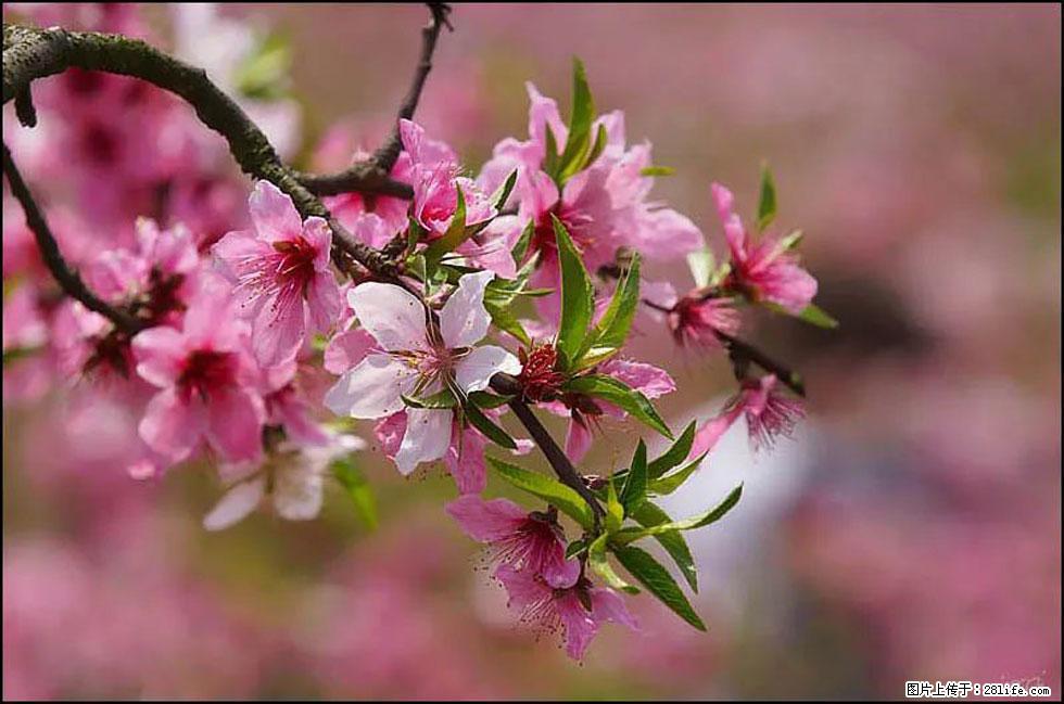 【春天,广西桂林灌阳县向您发出邀请!】官庄村有个醉美的桃花园 - 游山玩水 - 兰州生活社区 - 兰州28生活网 lz.28life.com