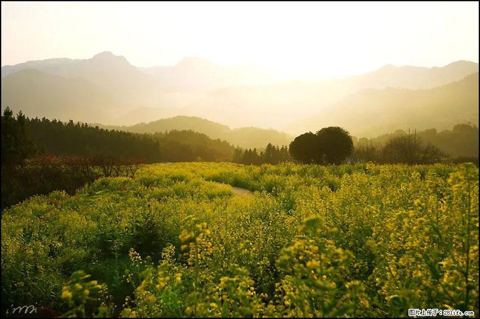 【春天，广西桂林灌阳县向您发出邀请！】长坪村油菜盛情花开 - 游山玩水 - 兰州生活社区 - 兰州28生活网 lz.28life.com