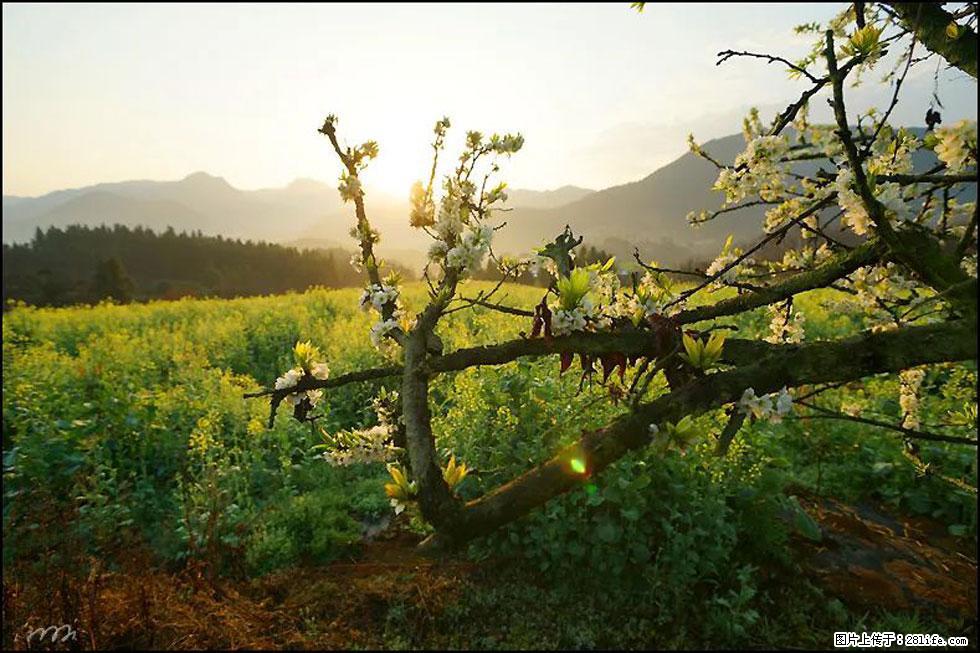 【春天，广西桂林灌阳县向您发出邀请！】长坪村油菜盛情花开 - 游山玩水 - 兰州生活社区 - 兰州28生活网 lz.28life.com