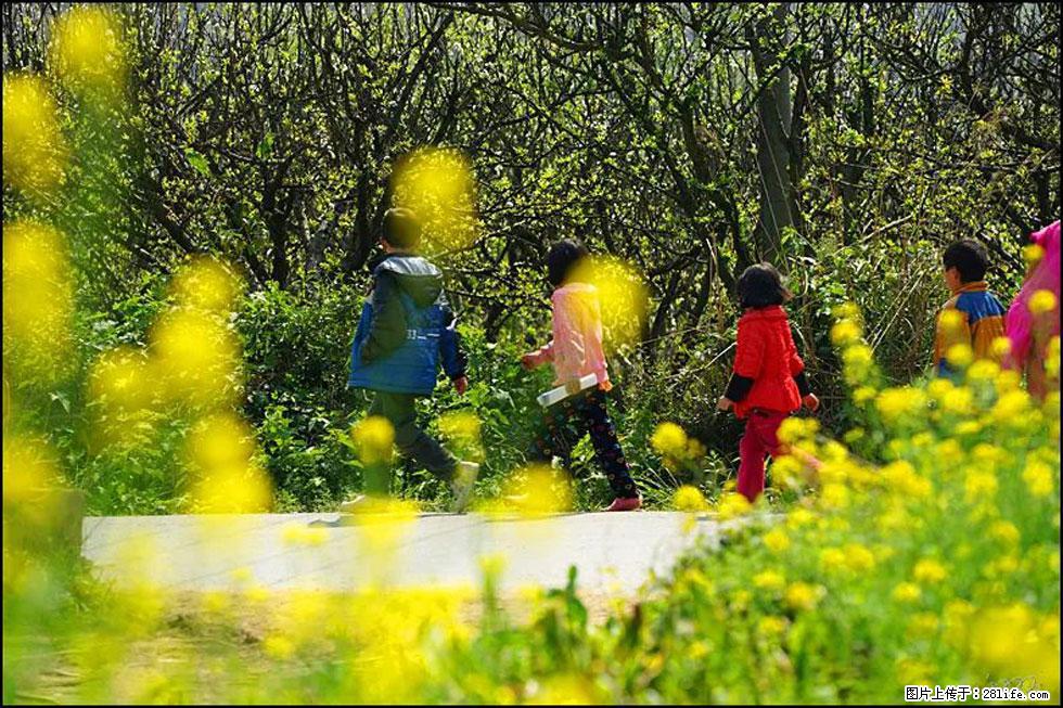 【春天，广西桂林灌阳县向您发出邀请！】长坪村油菜盛情花开 - 游山玩水 - 兰州生活社区 - 兰州28生活网 lz.28life.com