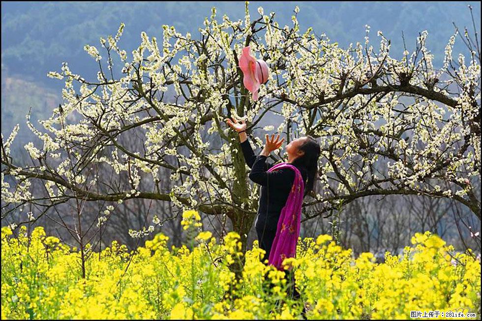 【春天，广西桂林灌阳县向您发出邀请！】长坪村油菜盛情花开 - 游山玩水 - 兰州生活社区 - 兰州28生活网 lz.28life.com