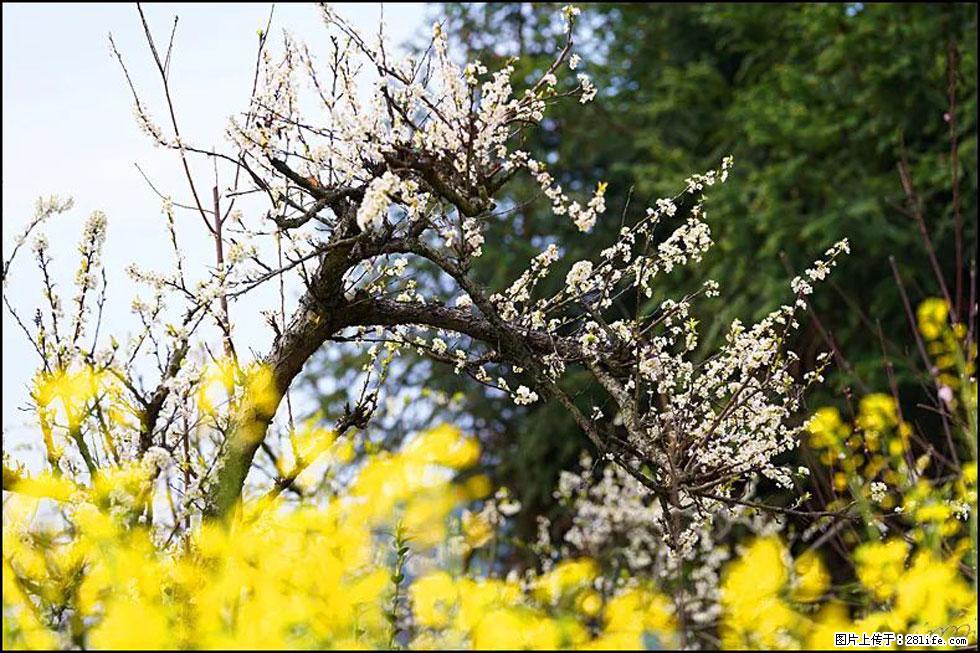 【春天，广西桂林灌阳县向您发出邀请！】长坪村油菜盛情花开 - 游山玩水 - 兰州生活社区 - 兰州28生活网 lz.28life.com