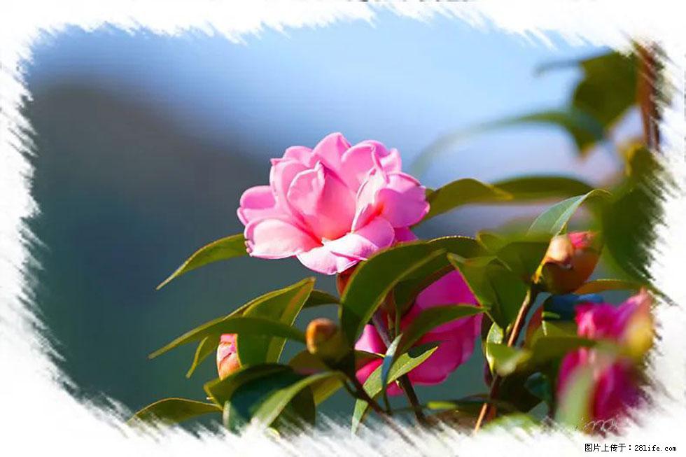 【春天，广西桂林灌阳县向您发出邀请！】杨柳井茶花惹人爱 - 游山玩水 - 兰州生活社区 - 兰州28生活网 lz.28life.com