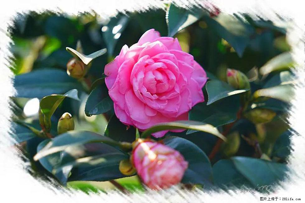 【春天，广西桂林灌阳县向您发出邀请！】杨柳井茶花惹人爱 - 游山玩水 - 兰州生活社区 - 兰州28生活网 lz.28life.com