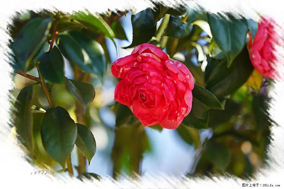 【春天，广西桂林灌阳县向您发出邀请！】杨柳井茶花惹人爱 - 游山玩水 - 兰州生活社区 - 兰州28生活网 lz.28life.com