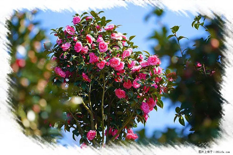 【春天，广西桂林灌阳县向您发出邀请！】杨柳井茶花惹人爱 - 游山玩水 - 兰州生活社区 - 兰州28生活网 lz.28life.com