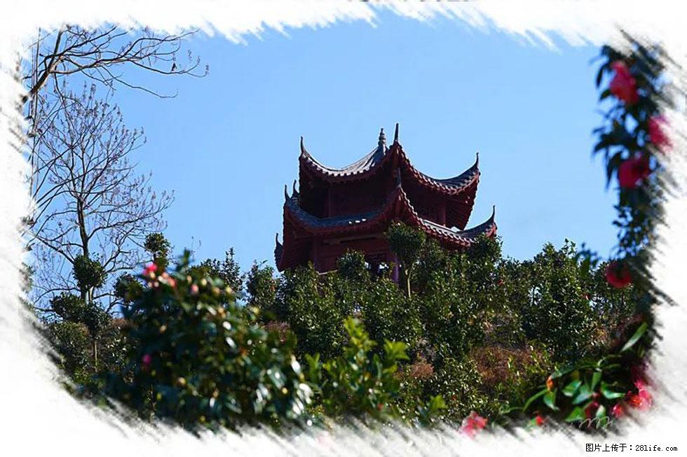 【春天，广西桂林灌阳县向您发出邀请！】杨柳井茶花惹人爱 - 游山玩水 - 兰州生活社区 - 兰州28生活网 lz.28life.com