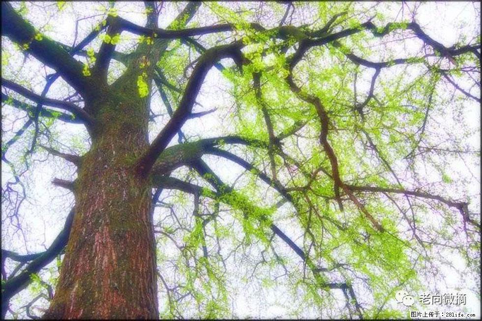 【春天,广西桂林灌阳县向您发出邀请!】在小龙村与春天约会 - 游山玩水 - 兰州生活社区 - 兰州28生活网 lz.28life.com