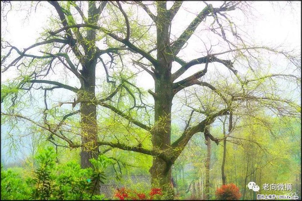 【春天,广西桂林灌阳县向您发出邀请!】在小龙村与春天约会 - 游山玩水 - 兰州生活社区 - 兰州28生活网 lz.28life.com