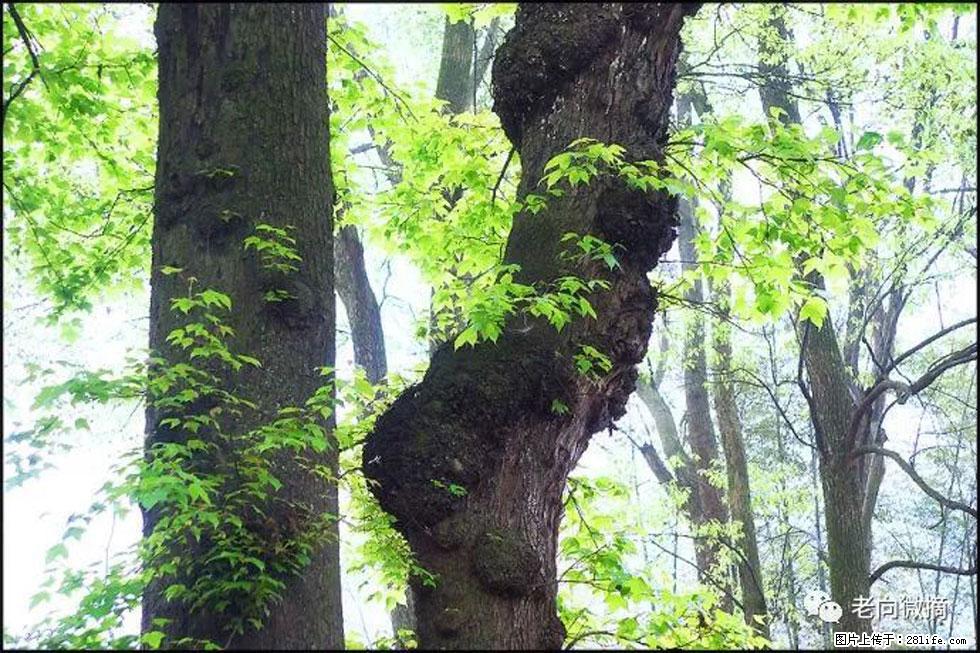 【春天,广西桂林灌阳县向您发出邀请!】在小龙村与春天约会 - 游山玩水 - 兰州生活社区 - 兰州28生活网 lz.28life.com