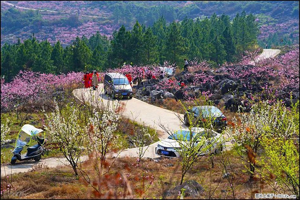 【春天,广西桂林灌阳县向您发出邀请!】望月岭上桃花开 - 游山玩水 - 兰州生活社区 - 兰州28生活网 lz.28life.com