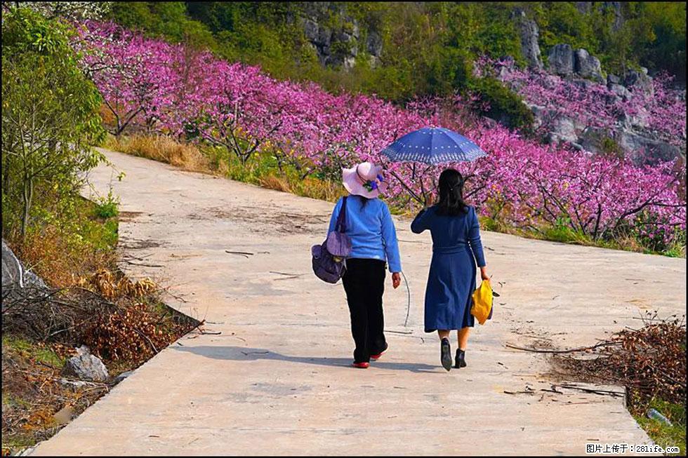 【春天,广西桂林灌阳县向您发出邀请!】望月岭上桃花开 - 游山玩水 - 兰州生活社区 - 兰州28生活网 lz.28life.com