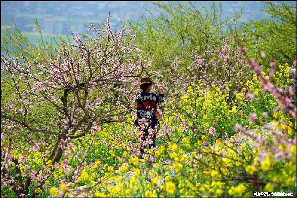 【春天,广西桂林灌阳县向您发出邀请!】望月岭上桃花开 - 游山玩水 - 兰州生活社区 - 兰州28生活网 lz.28life.com