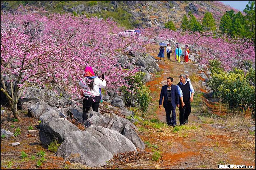 【春天,广西桂林灌阳县向您发出邀请!】望月岭上桃花开 - 游山玩水 - 兰州生活社区 - 兰州28生活网 lz.28life.com