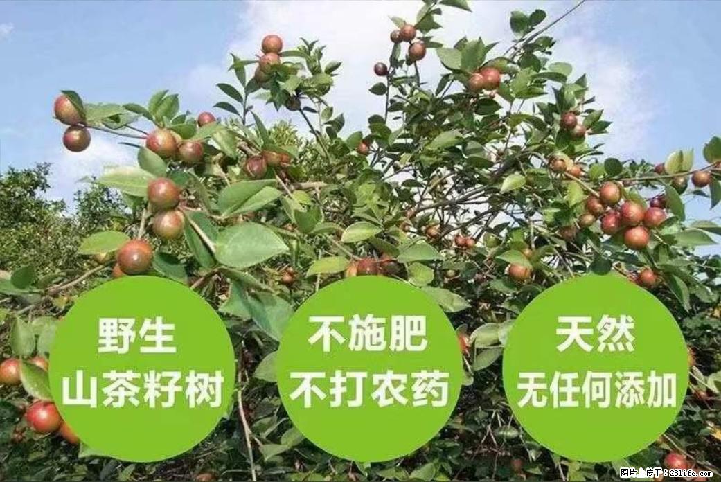 【灌阳县油茶产业示范区】一个有着充实的精神生活的人,对待身外之物自会有一种淡泊的态度 - 美食天地 - 兰州生活社区 - 兰州28生活网 lz.28life.com