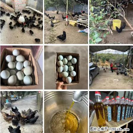 油茶园从小鸡仔开始养起的纯土鸡、土鸡蛋可以预定啦!还有前几天刚榨的纯山茶油哦 - 美食天地 - 兰州生活社区 - 兰州28生活网 lz.28life.com