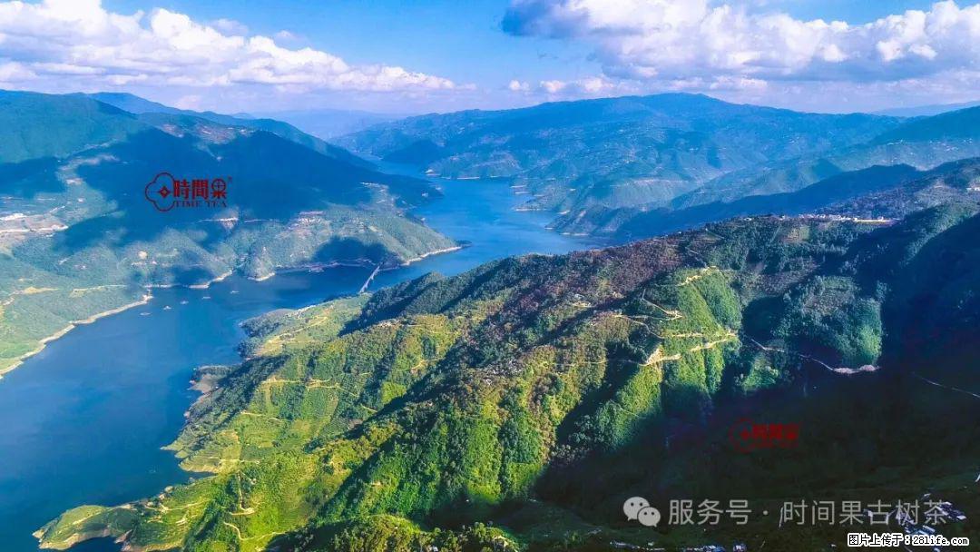 时间果百年古树龙珠普洱生茶 - 购物交流 - 兰州生活社区 - 兰州28生活网 lz.28life.com