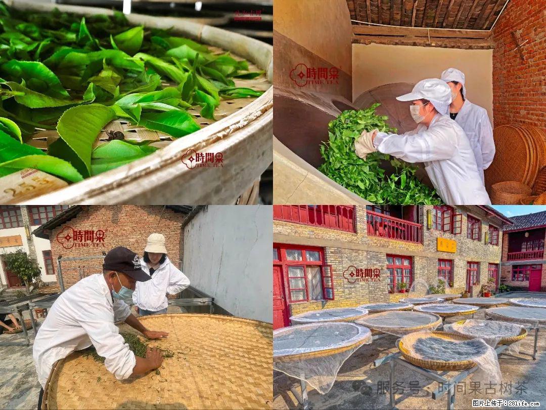 时间果百年古树龙珠普洱生茶 - 购物交流 - 兰州生活社区 - 兰州28生活网 lz.28life.com
