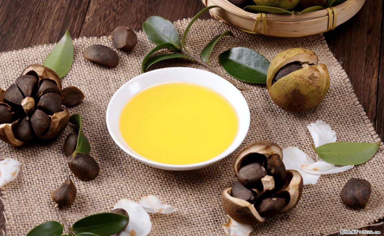 揭秘茶油的5大核心营养成分！被称为人体健康的“守护盾”！ - 兰州生活资讯 - 兰州28生活网 lz.28life.com