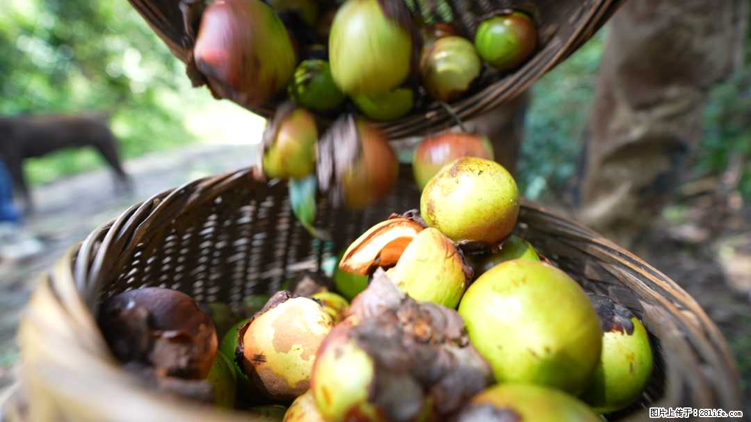 揭秘茶油的5大核心营养成分！被称为人体健康的“守护盾”！ - 兰州生活资讯 - 兰州28生活网 lz.28life.com