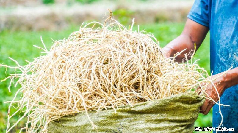 堪称“最难吃”的蔬菜，却是 “抗辐射神器”，还能护肺、清热、止咳化痰！ - 兰州生活资讯 - 兰州28生活网 lz.28life.com