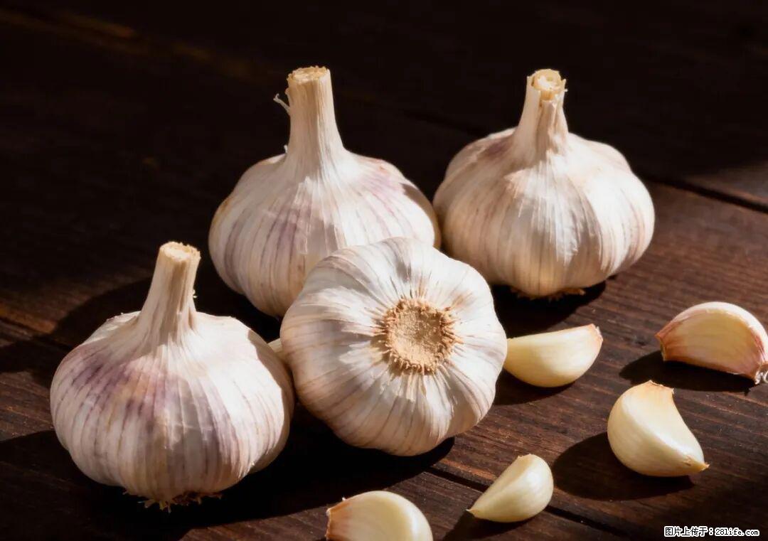 关于大蒜，除了“天然抗生素”，这4个谣言更该警惕! - 兰州生活资讯 - 兰州28生活网 lz.28life.com