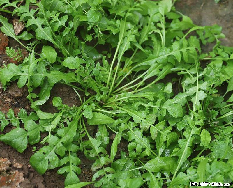 这些蔬菜是“天然钙片”，这6种被医生重点推荐 - 兰州生活资讯 - 兰州28生活网 lz.28life.com