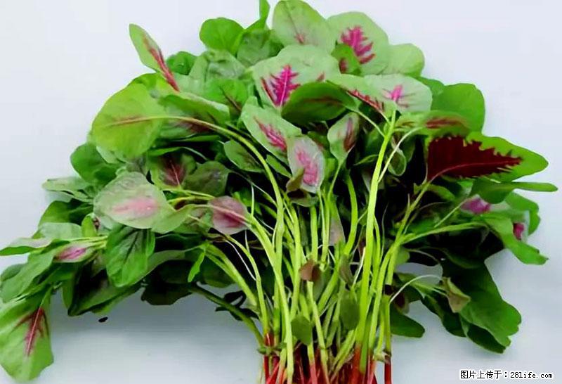 这些蔬菜是“天然钙片”，这6种被医生重点推荐 - 兰州生活资讯 - 兰州28生活网 lz.28life.com