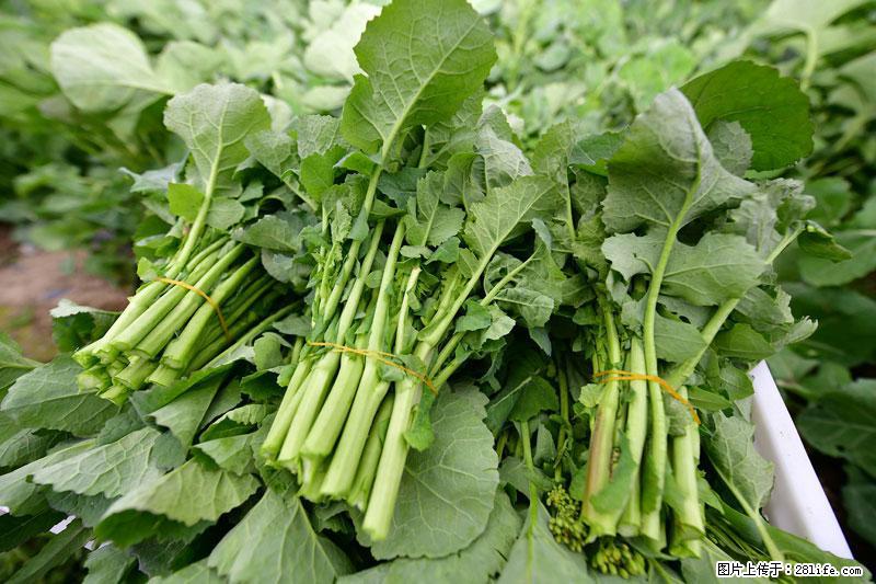 这些蔬菜是“天然钙片”，这6种被医生重点推荐 - 兰州生活资讯 - 兰州28生活网 lz.28life.com